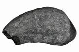 Fossil Whale Ear Bone - Miocene #177768-1